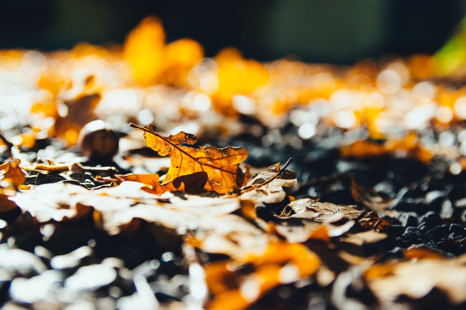 stock photo of fallen leaves