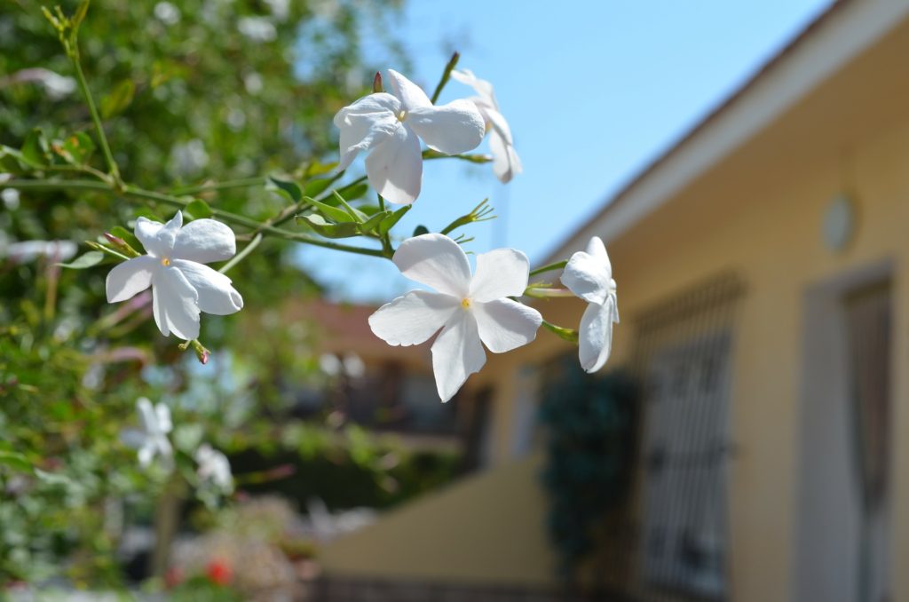 flowers in front of a house