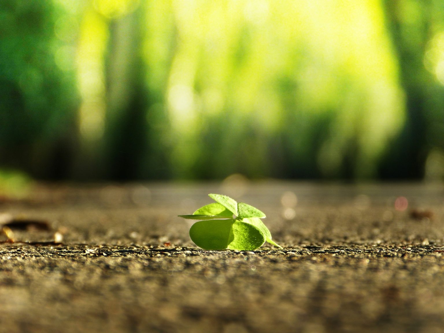 stock photo of a four leaf clover