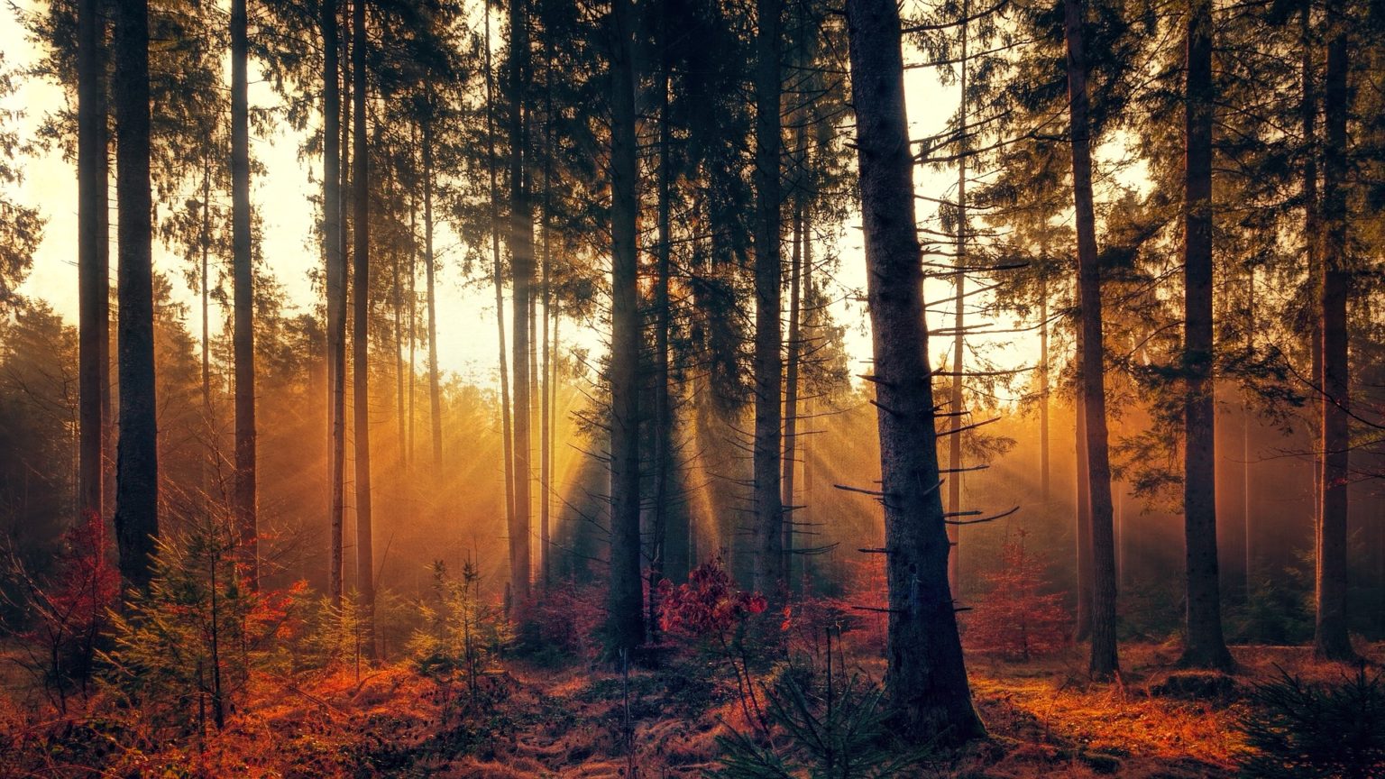 a forest with orange light streaming in