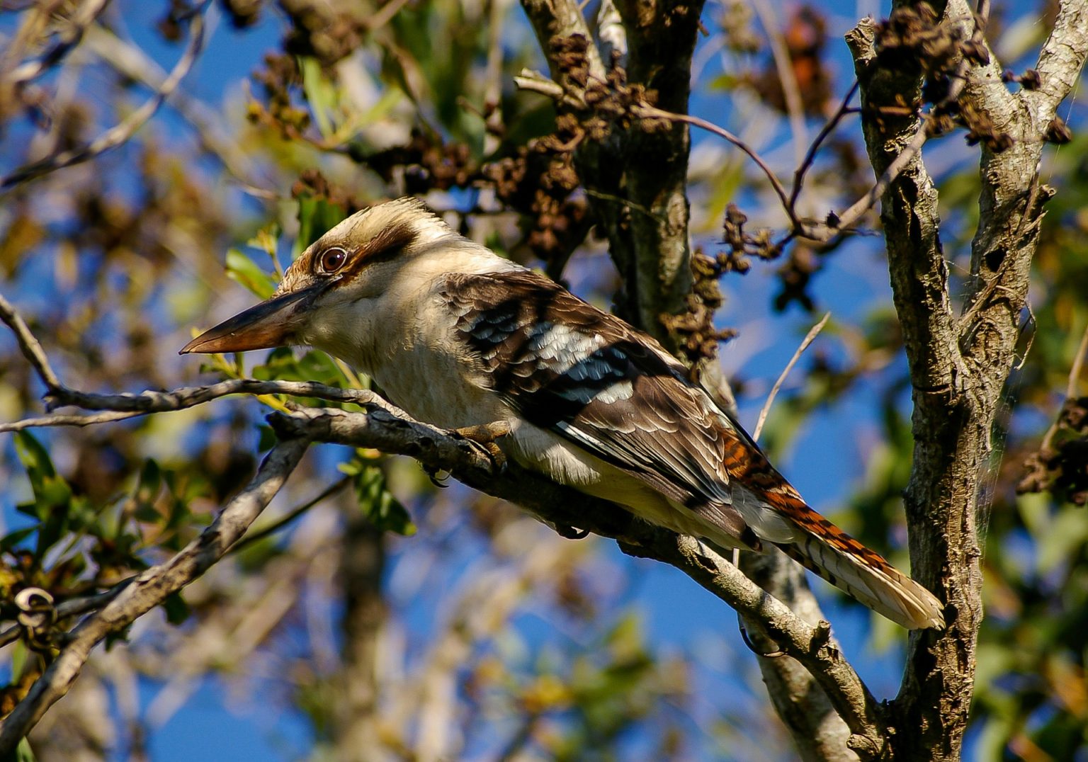 kookaburra in a tree